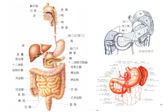 胃癌介绍