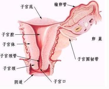分析卵巢癌的的发病因素