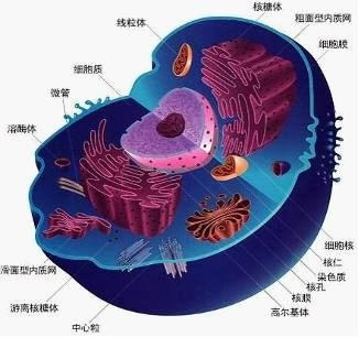 氧化应激对生物大分子损伤